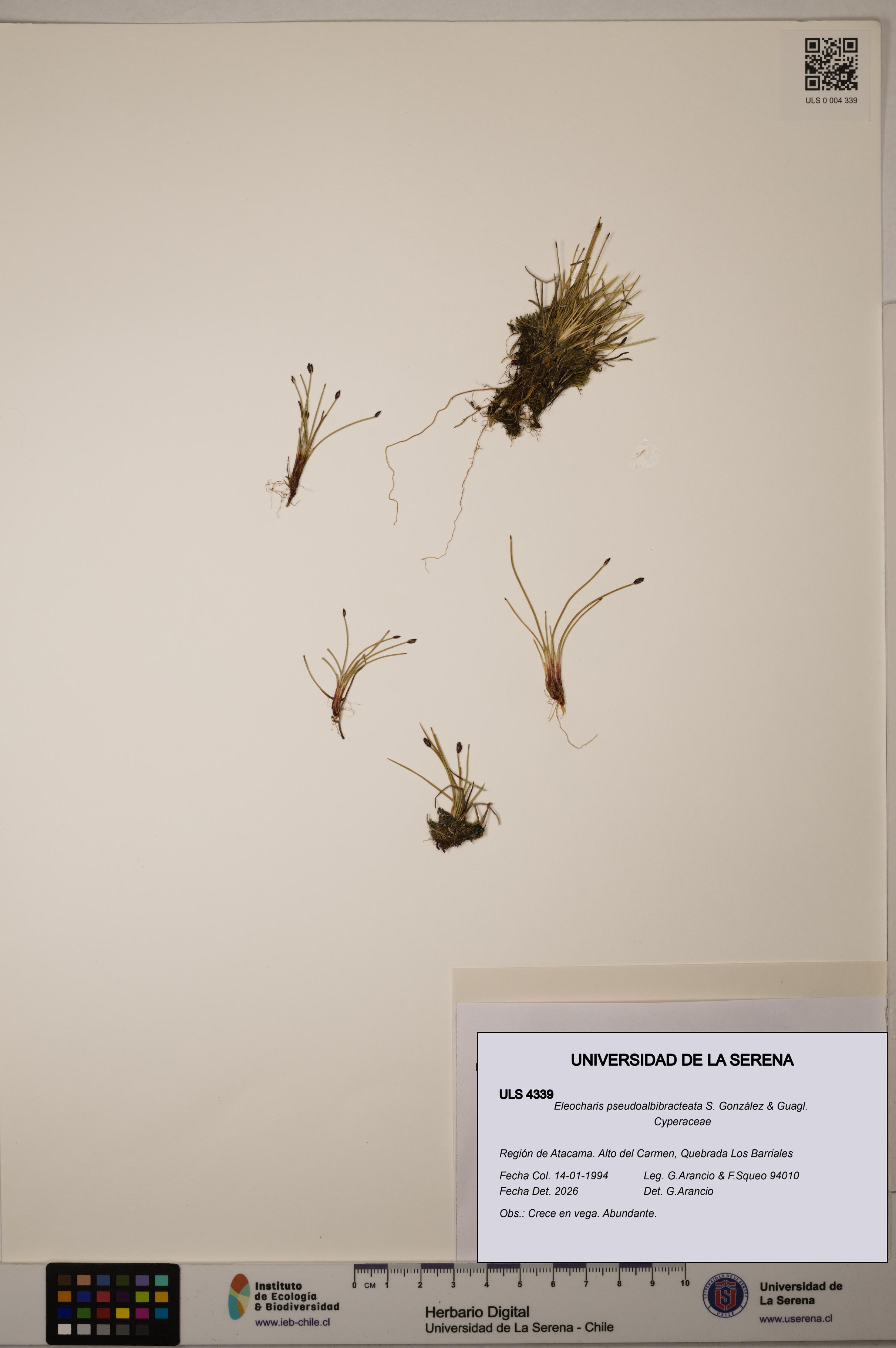 Eleocharis pseudoalbibracteata [Espécimen: ULS:ULS:0004339]