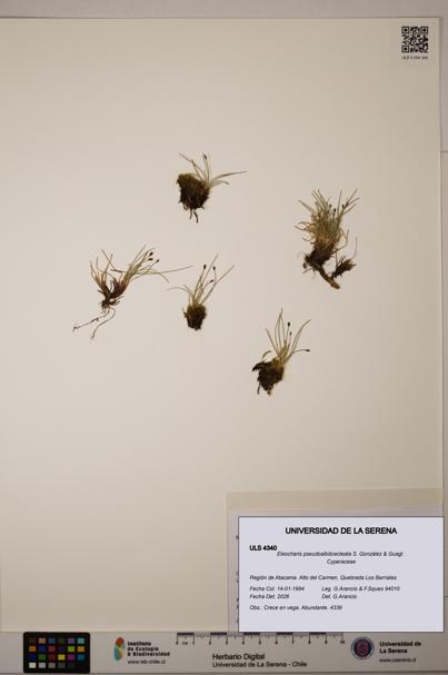 Eleocharis pseudoalbibracteata [Espécimen: ULS:ULS:0004340]