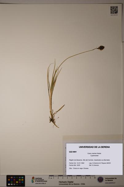 Carex malmei [Espécimen: ULS:ULS:0004341]