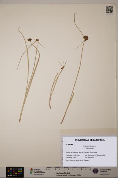 Cyperus rotundus [Espécimen: ULS:ULS:0004349]