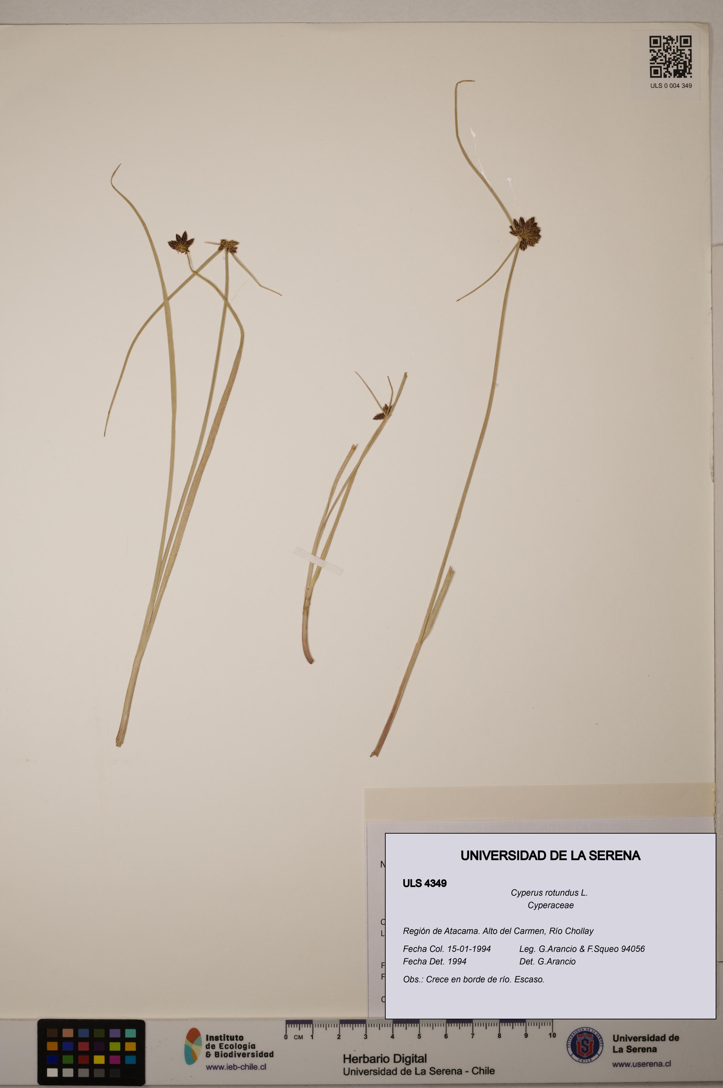 Cyperus rotundus [Espécimen: ULS:ULS:0004349]