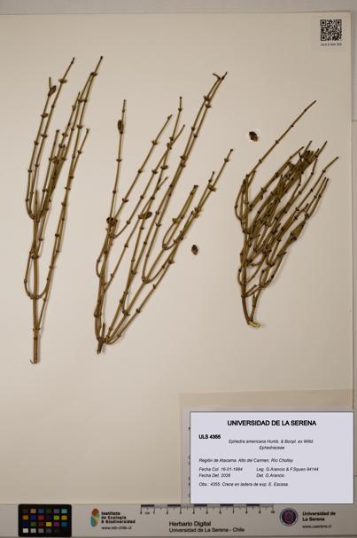 Ephedra americana [Espécimen: ULS:ULS:0004355]