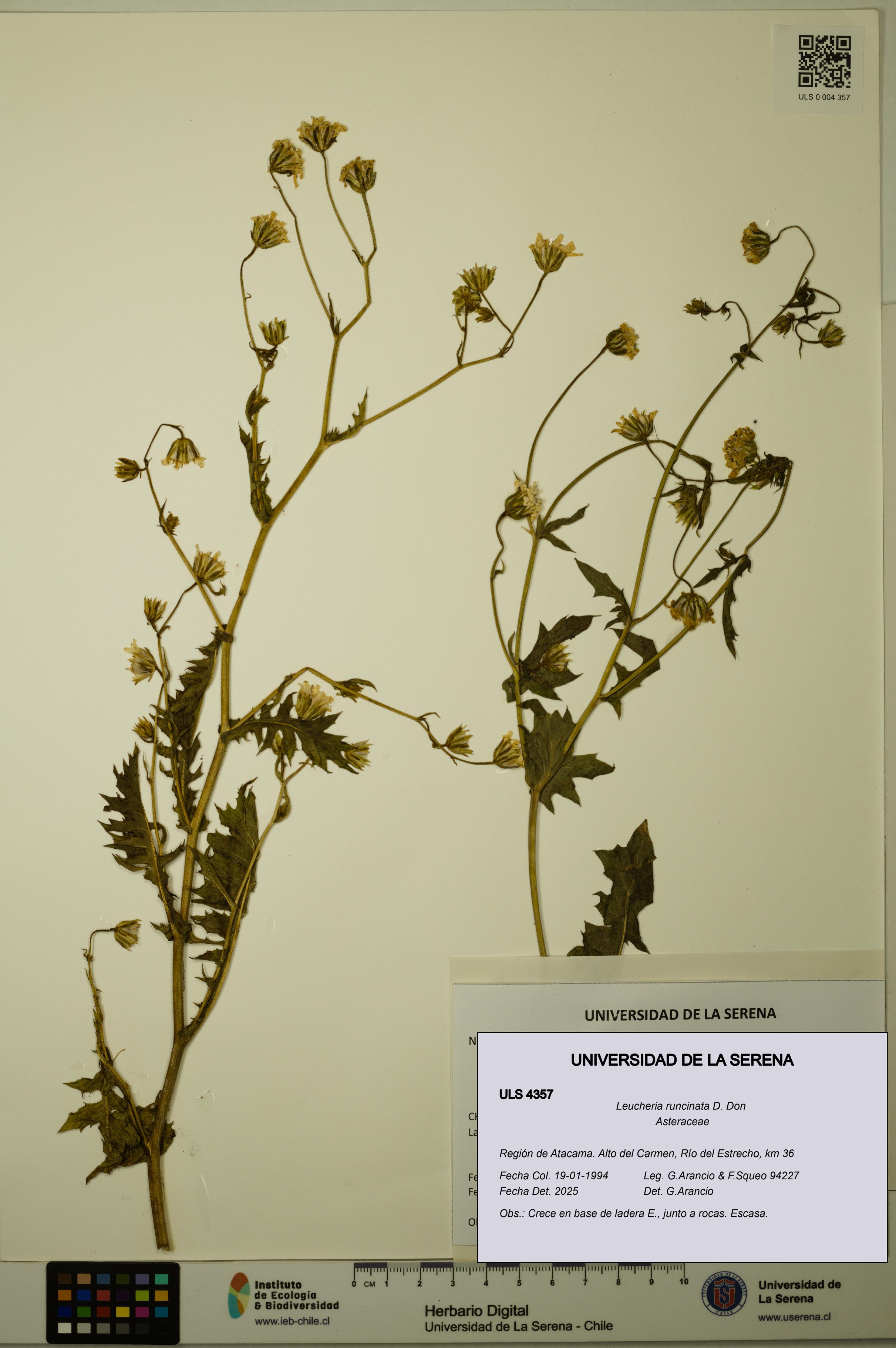 Leucheria runcinata [Espécimen: ULS:ULS:0004357]