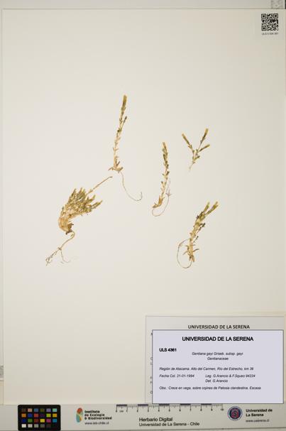 Gentiana gayi subsp. gayi [Espécimen: ULS:ULS:0004361]