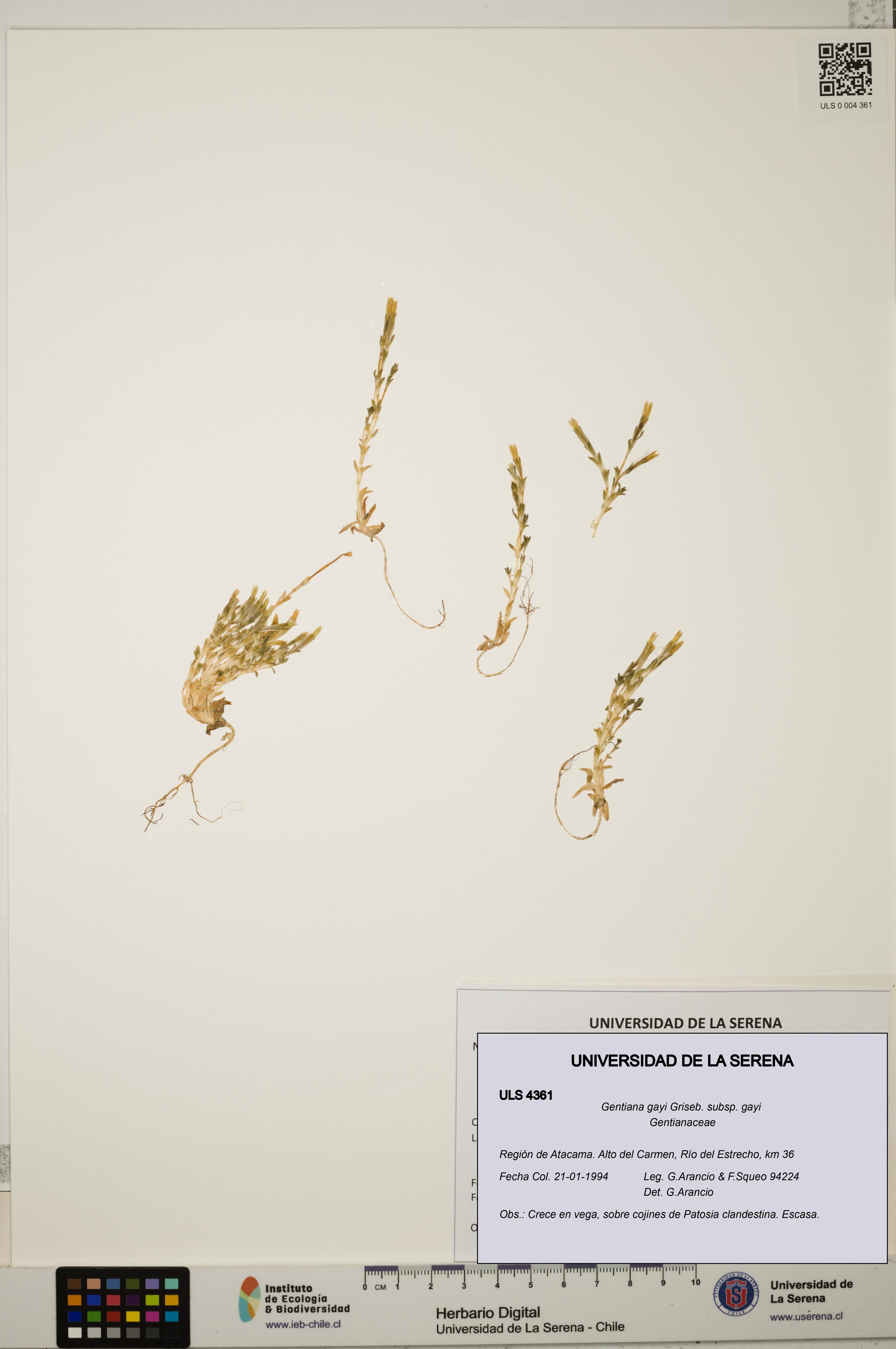 Gentiana gayi subsp. gayi [Espécimen: ULS:ULS:0004361]