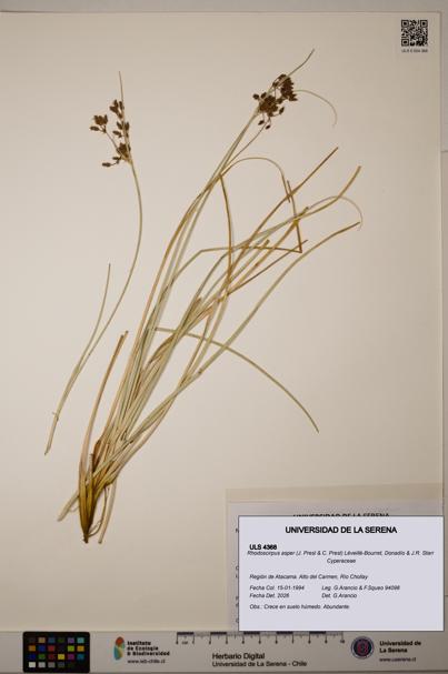 Rhodoscirpus asper [Espécimen: ]
