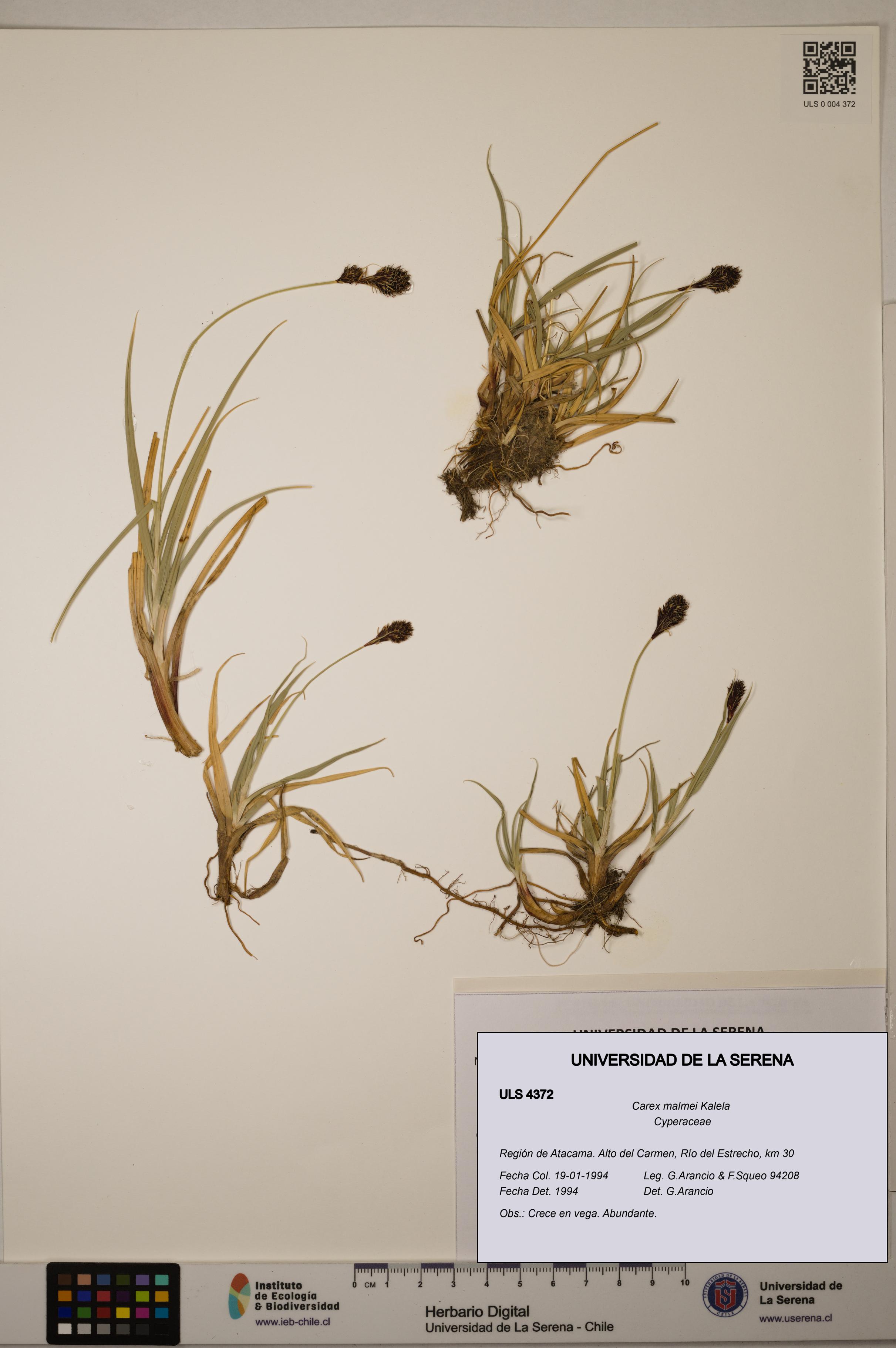Carex malmei [Espécimen: ULS:ULS:0004372]