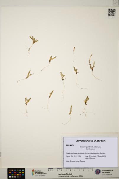 Gentiana gayi subsp. gayi [Espécimen: ULS:ULS:0004374]