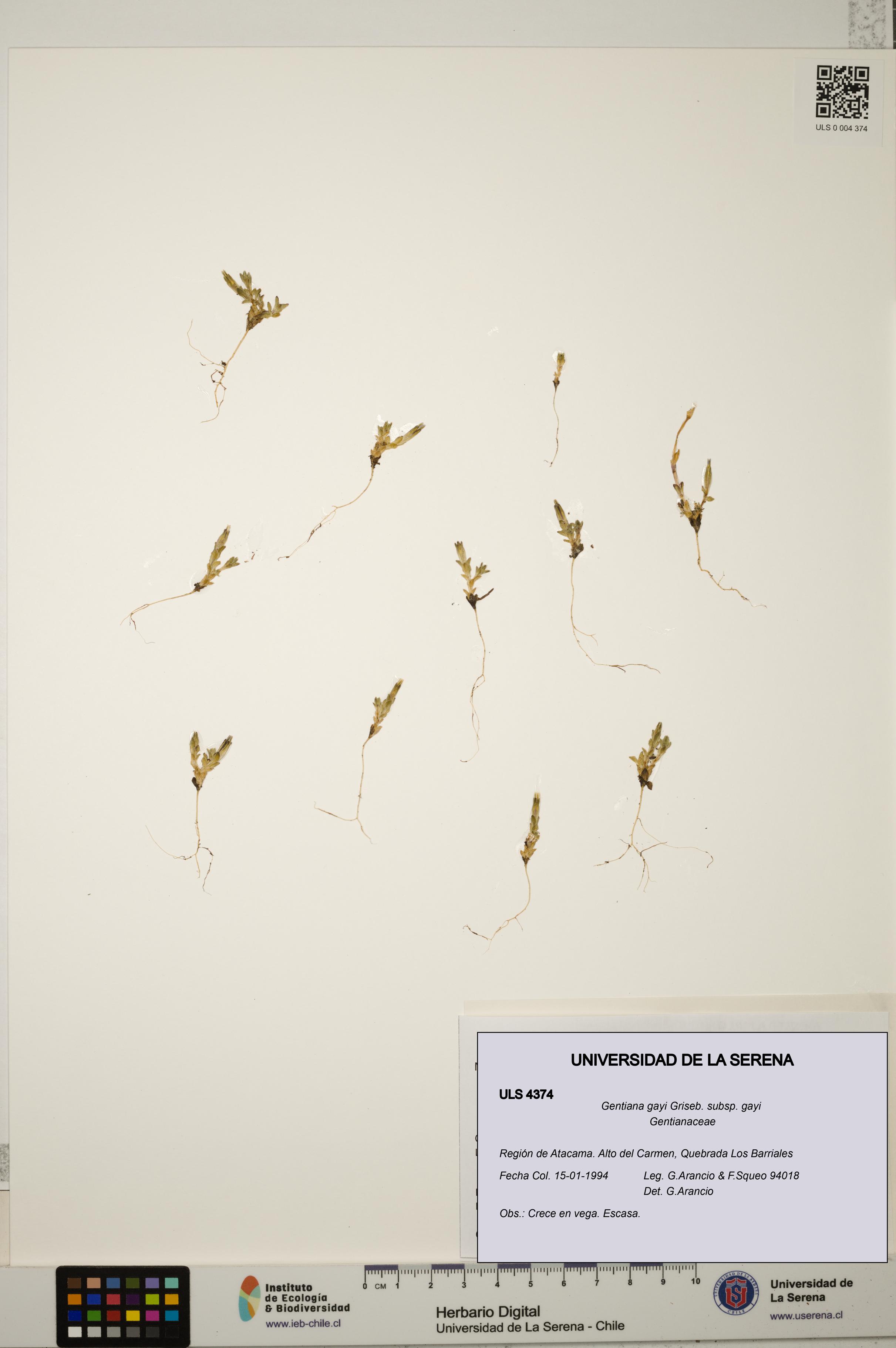 Gentiana gayi subsp. gayi [Espécimen: ULS:ULS:0004374]