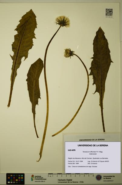 Taraxacum officinale [Espécimen: ULS:ULS:0004376]