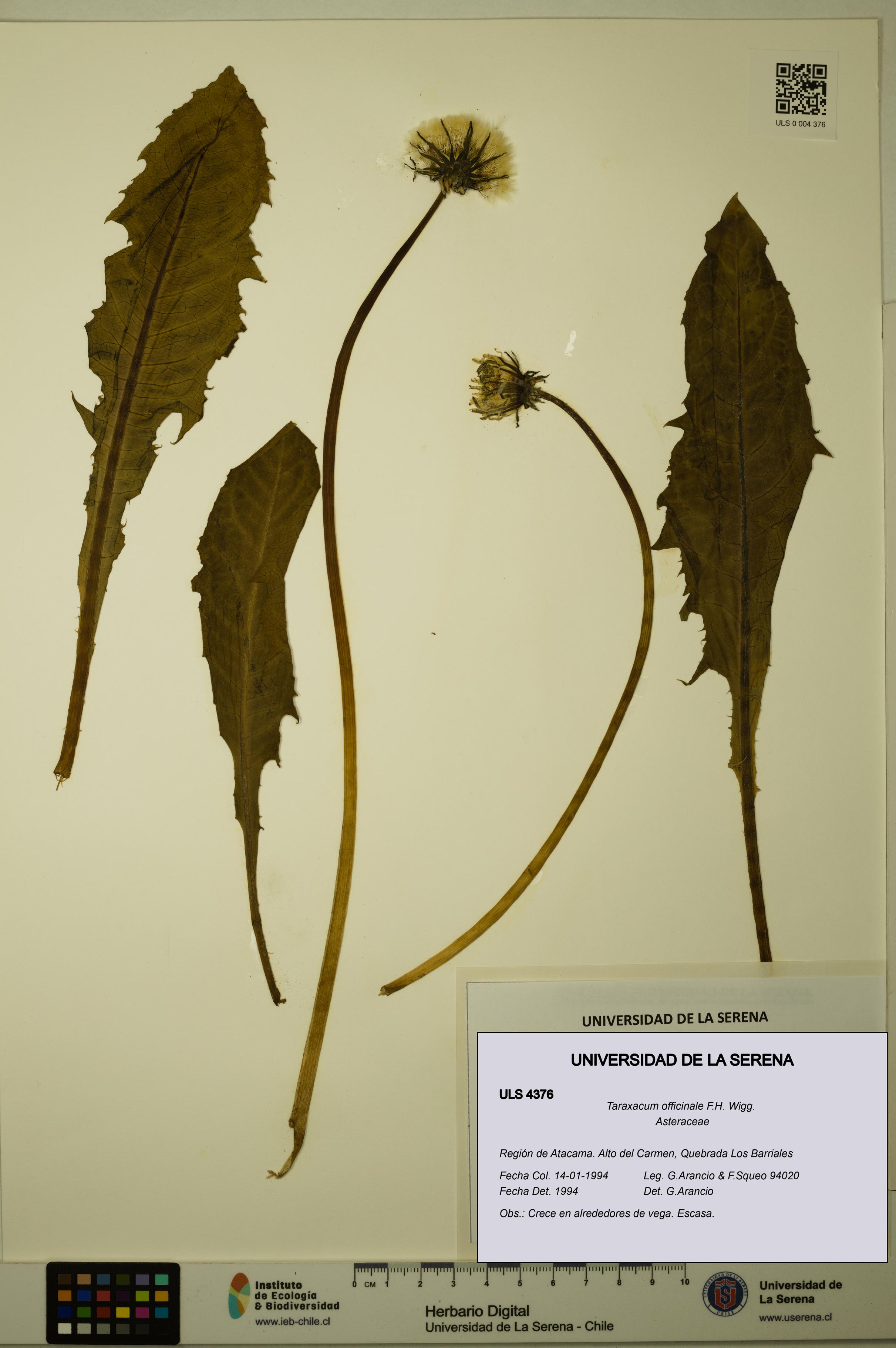 Taraxacum officinale [Espécimen: ULS:ULS:0004376]