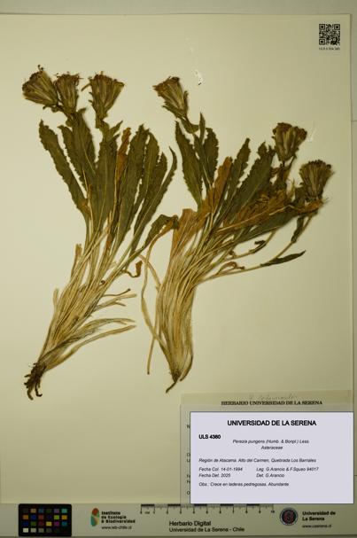 Perezia pungens [Espécimen: ULS:ULS:0004380]