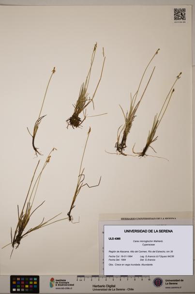 Carex microglochin [Espécimen: ULS:ULS:0004385]