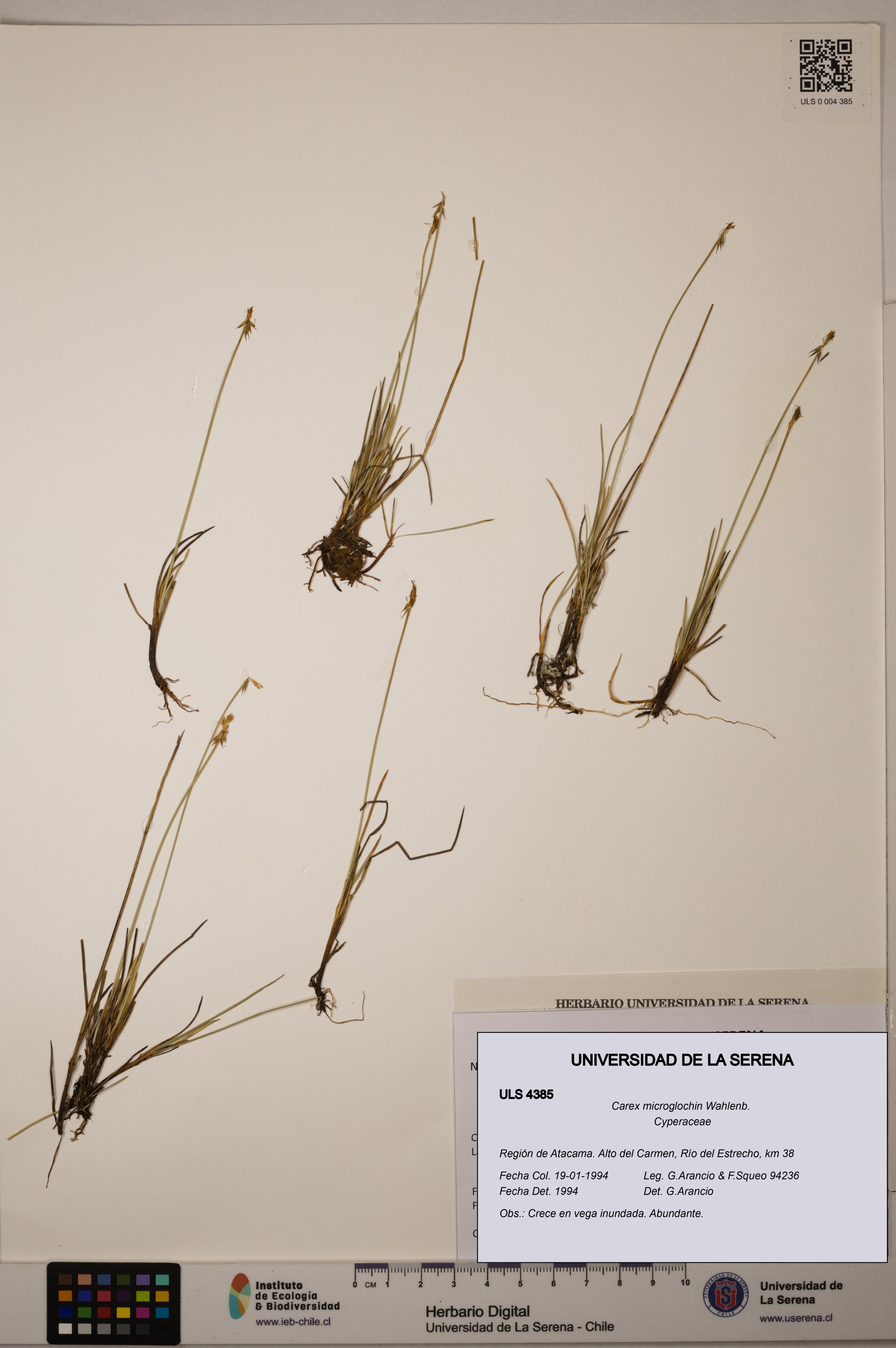 Carex microglochin [Espécimen: ULS:ULS:0004385]