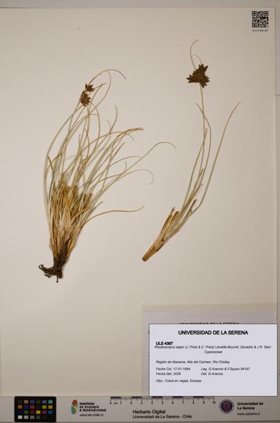 Rhodoscirpus asper [Espécimen: ]