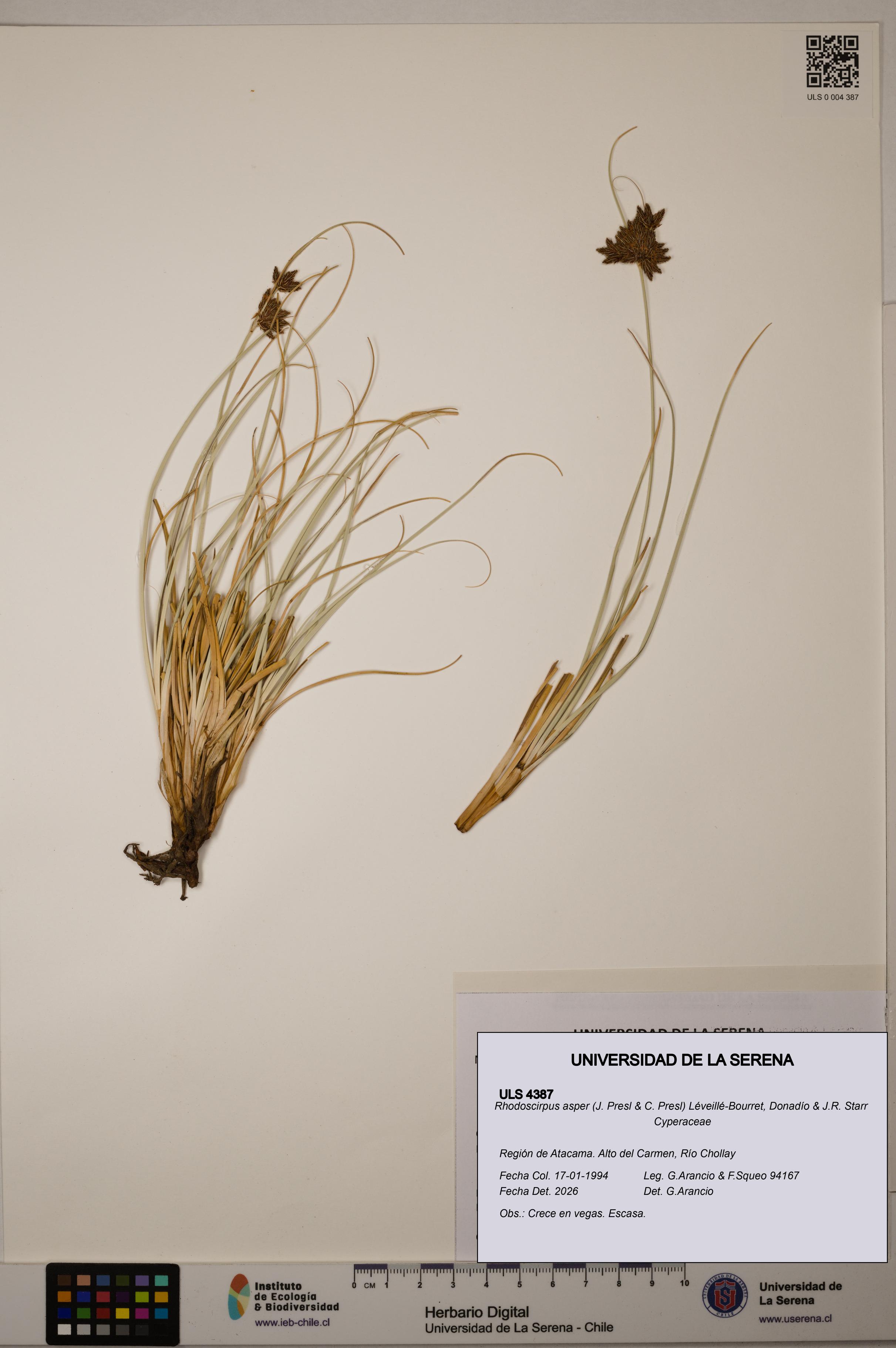 Rhodoscirpus asper [Espécimen: ]