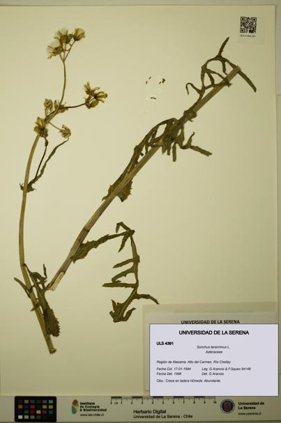 Sonchus tenerrimus [Espécimen: ULS:ULS:0004391]