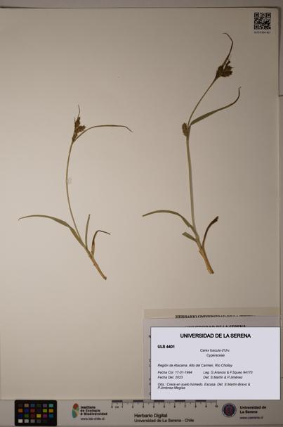 Carex fuscula [Espécimen: ULS:ULS:0004401]