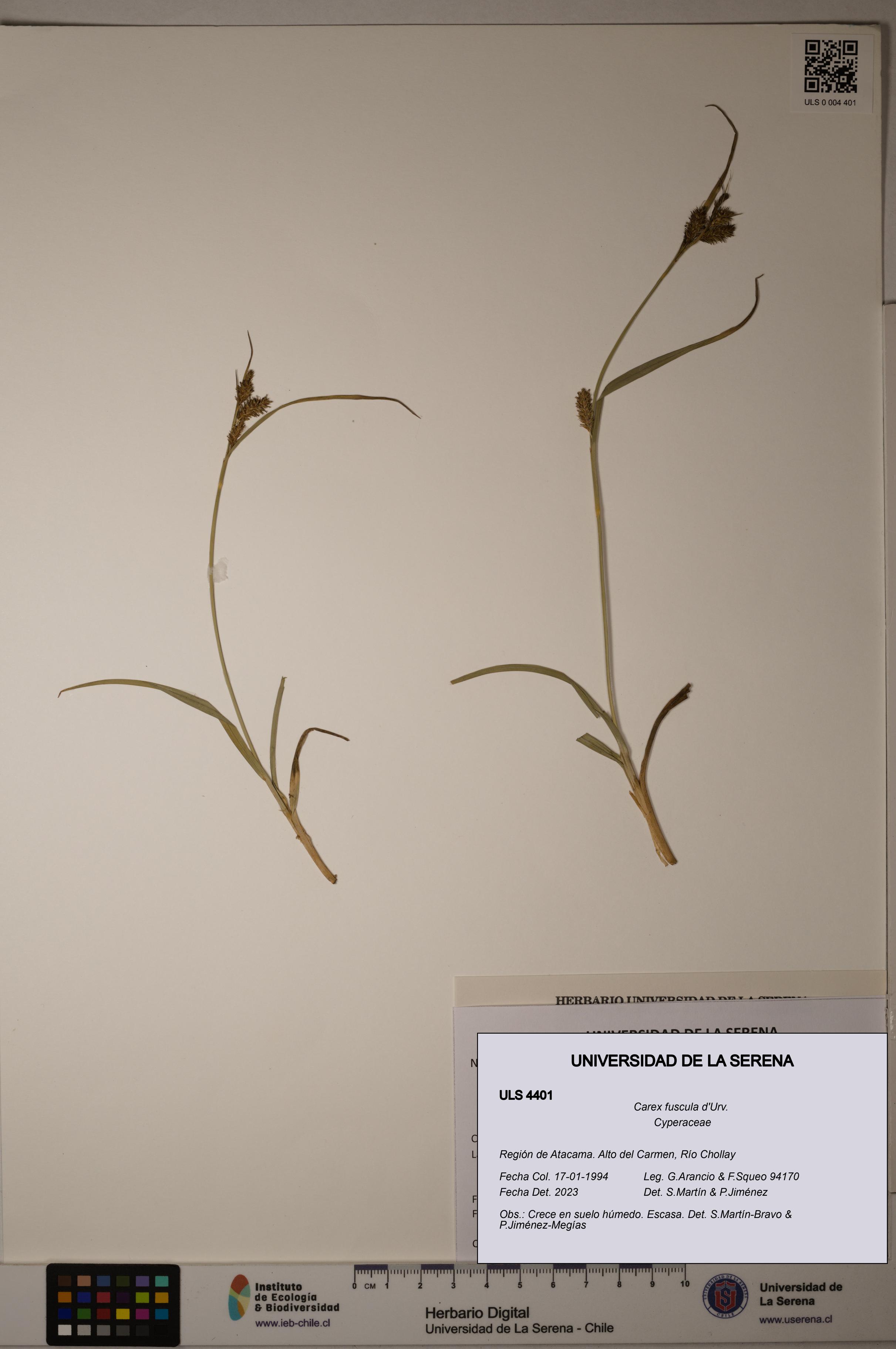 Carex fuscula [Espécimen: ULS:ULS:0004401]