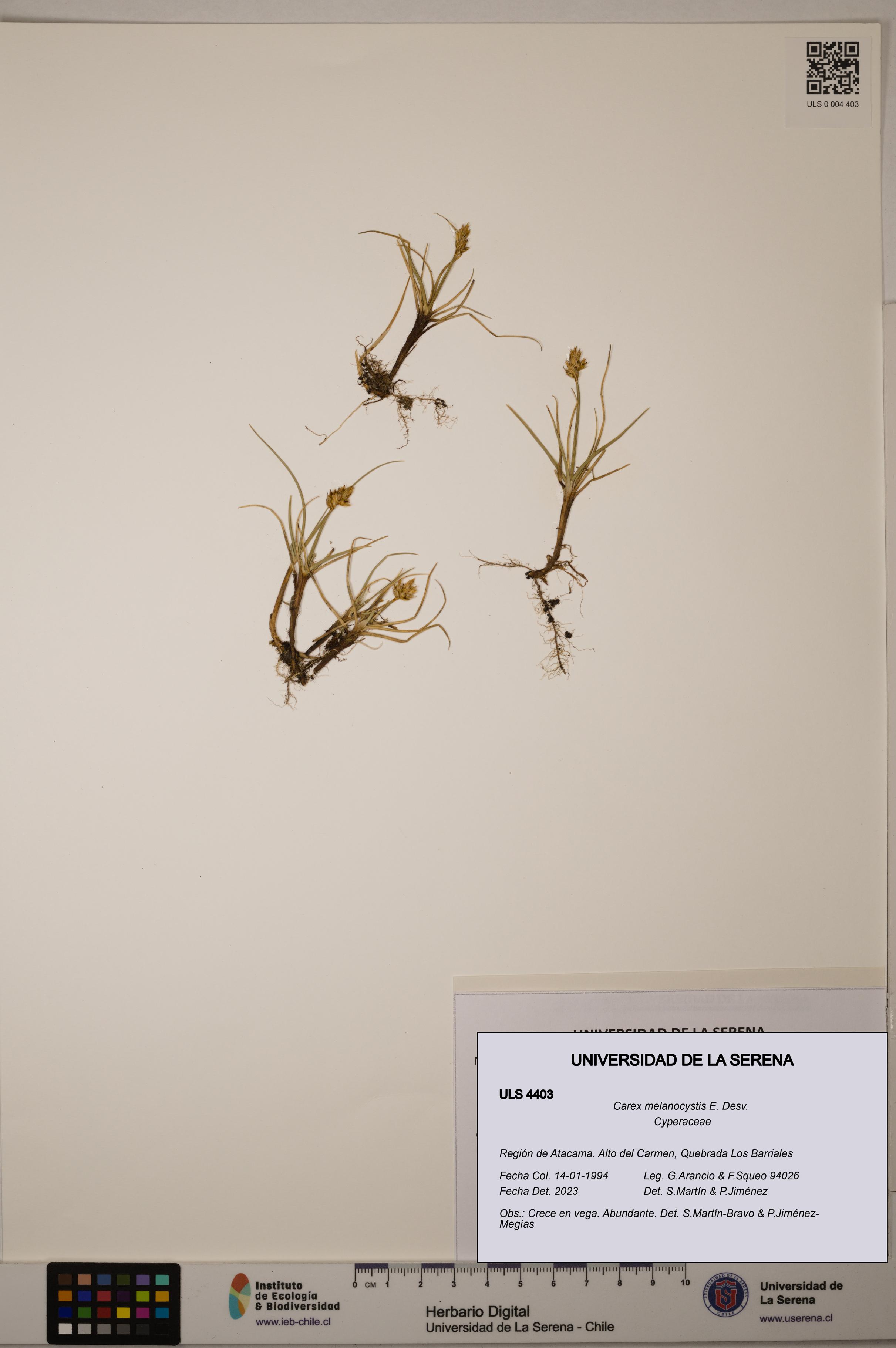 Carex melanocystis [Espécimen: ULS:ULS:0004403]