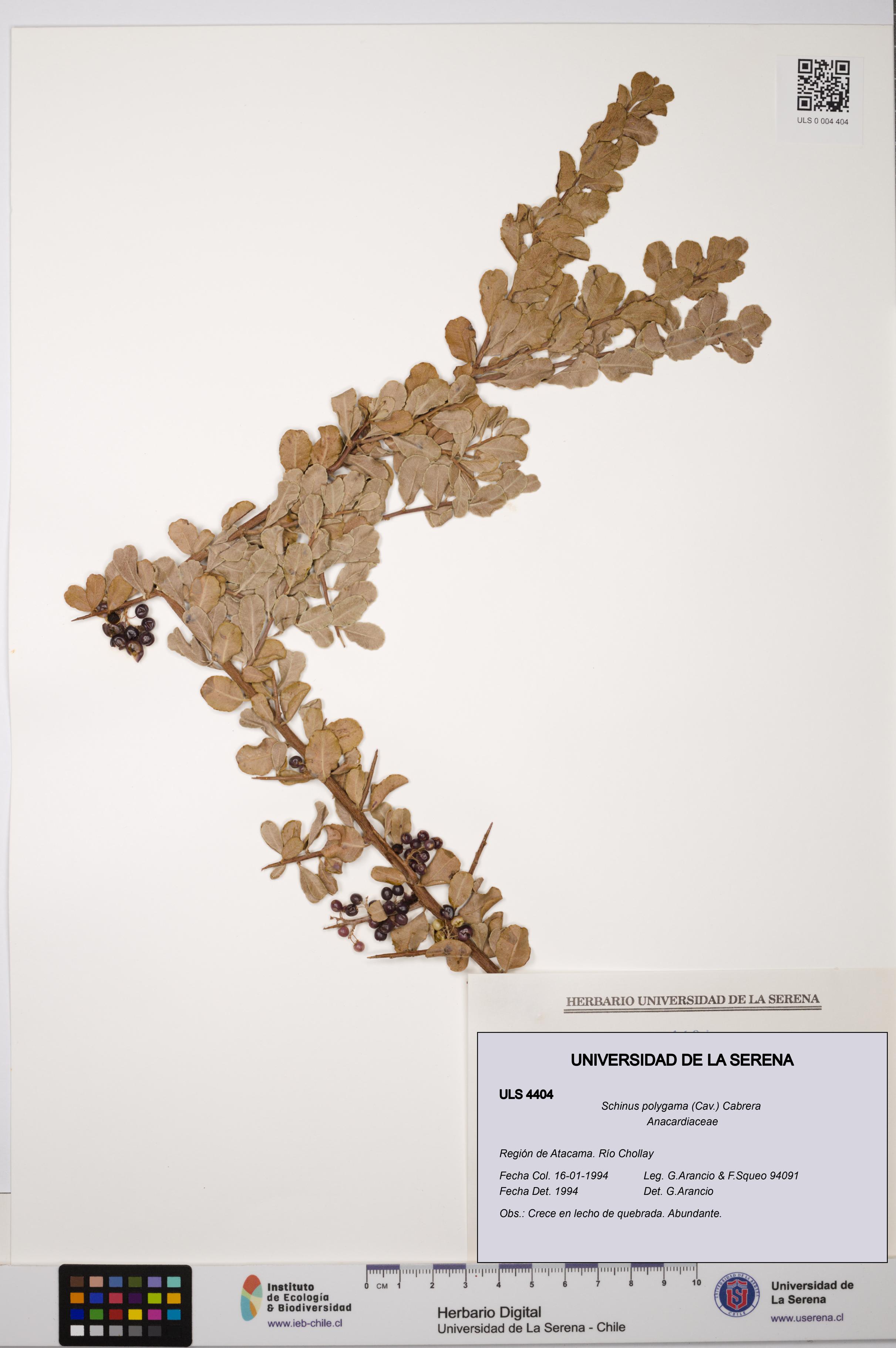 Schinus polygama [Espécimen: ULS:ULS:0004404]