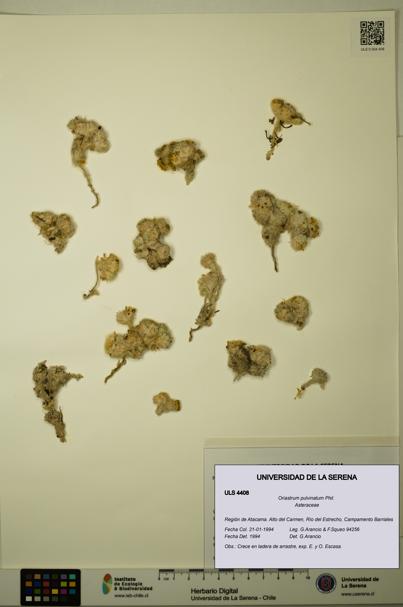 Oriastrum pulvinatum [Espécimen: ULS:ULS:0004408]