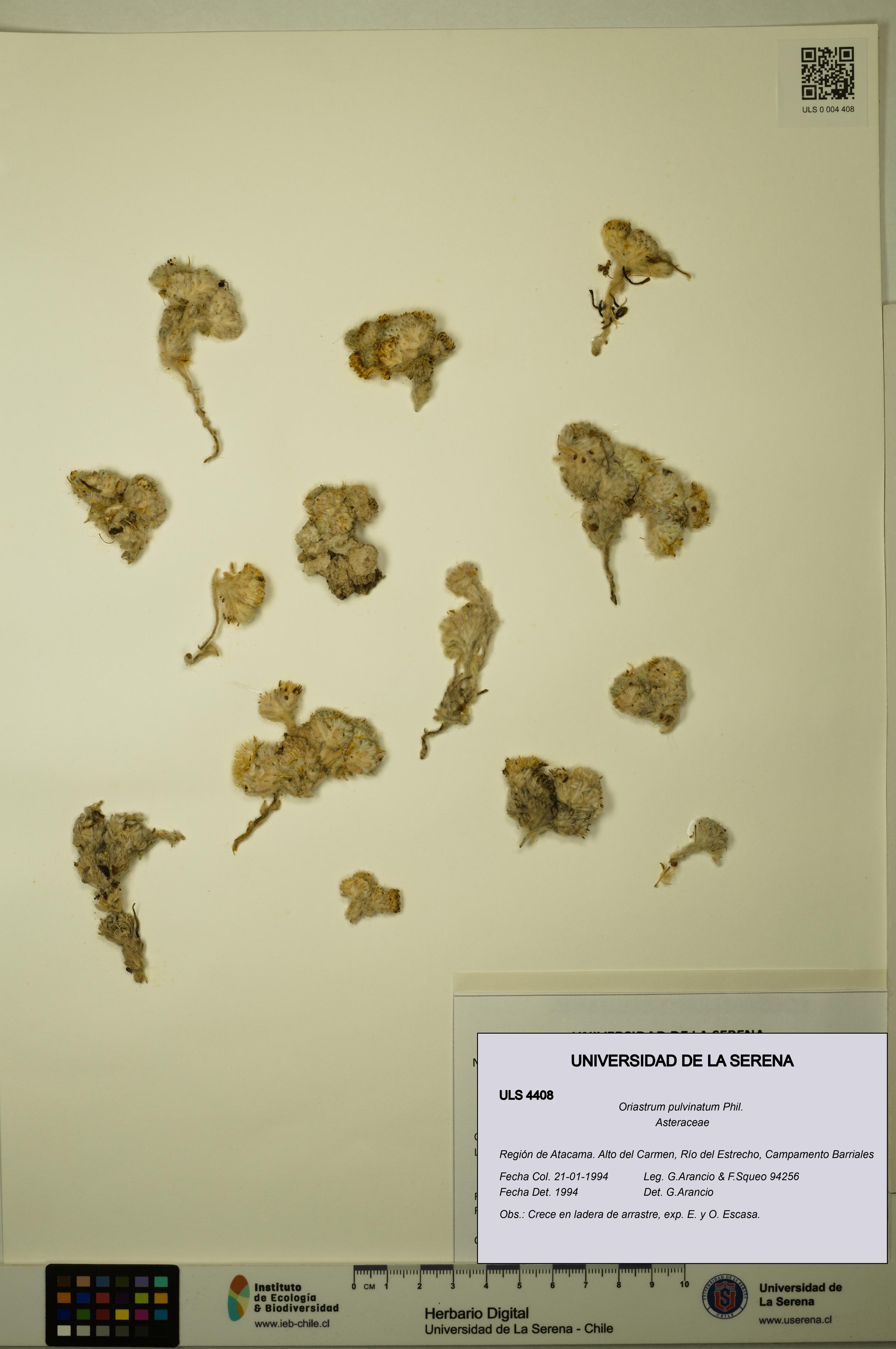 Oriastrum pulvinatum [Espécimen: ULS:ULS:0004408]