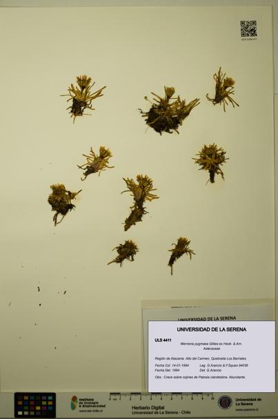 Werneria pygmaea [Espécimen: ULS:ULS:0004411]