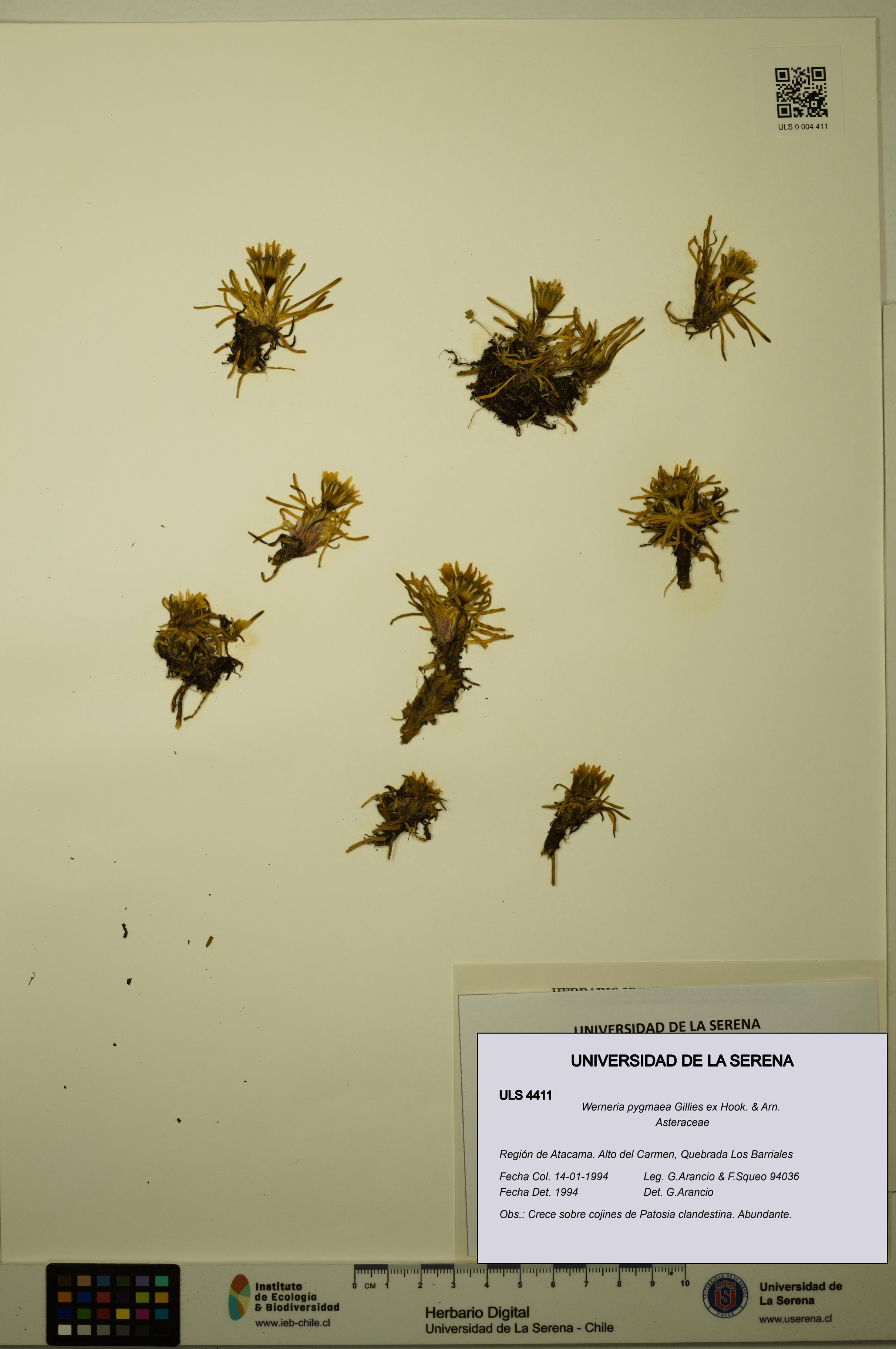 Werneria pygmaea [Espécimen: ULS:ULS:0004411]