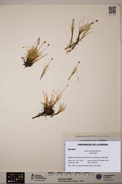 Carex vallis-pulchrae [Espécimen: ULS:ULS:0004412]
