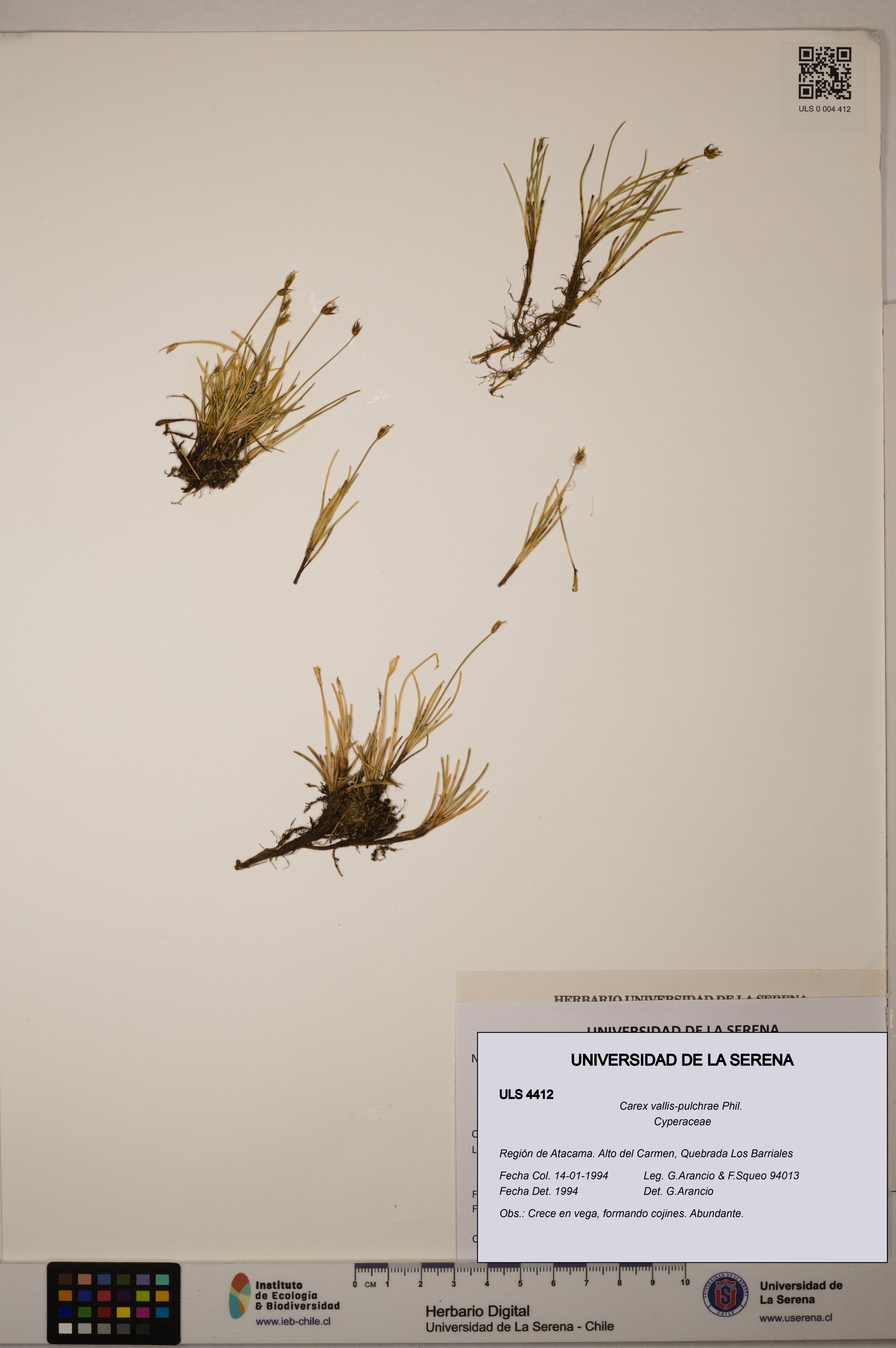 Carex vallis-pulchrae [Espécimen: ULS:ULS:0004412]