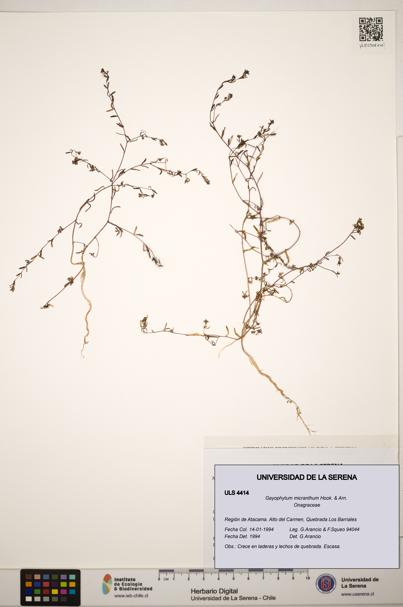 Gayophytum micranthum [Espécimen: ]