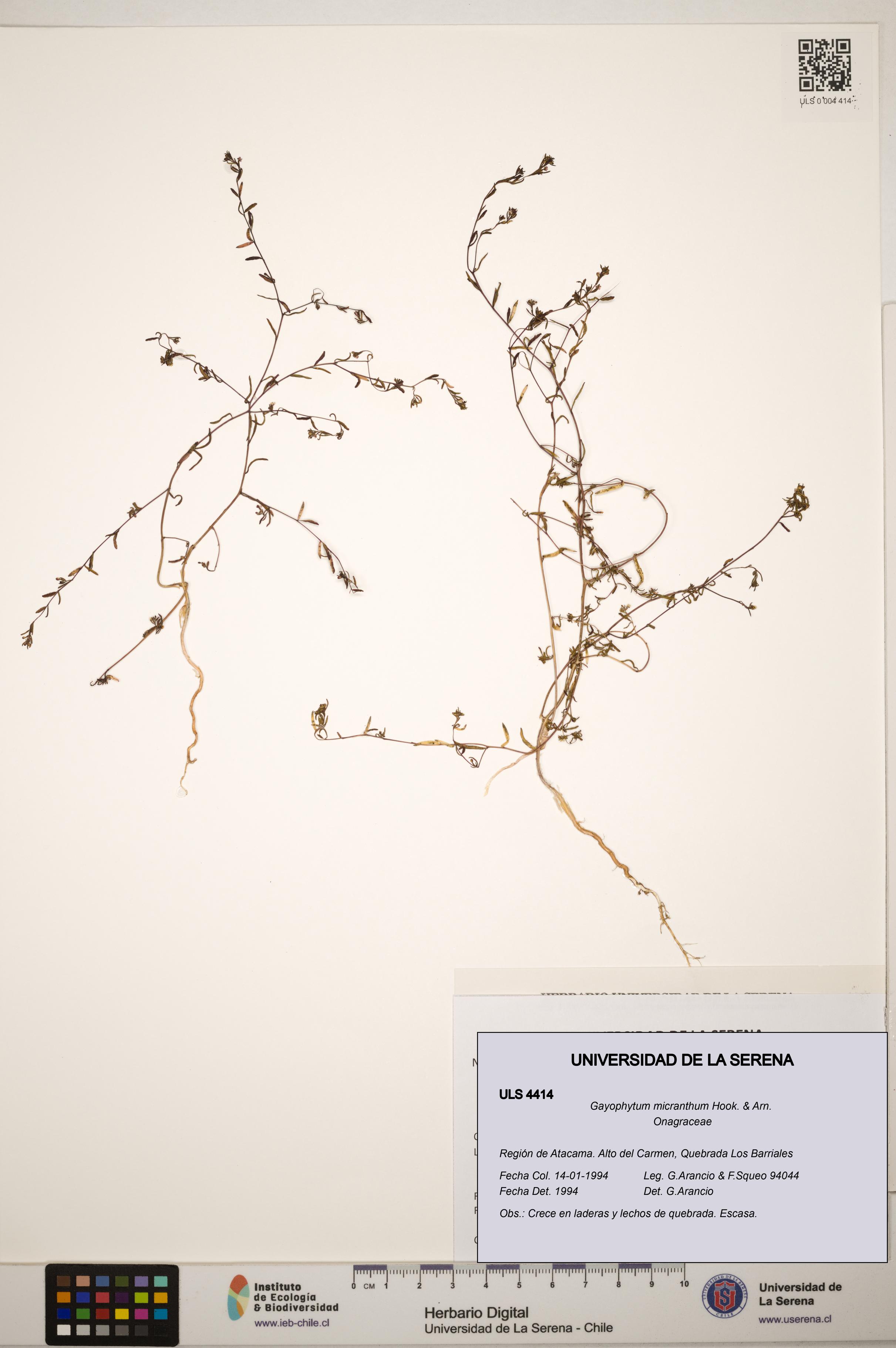 Gayophytum micranthum [Espécimen: ]