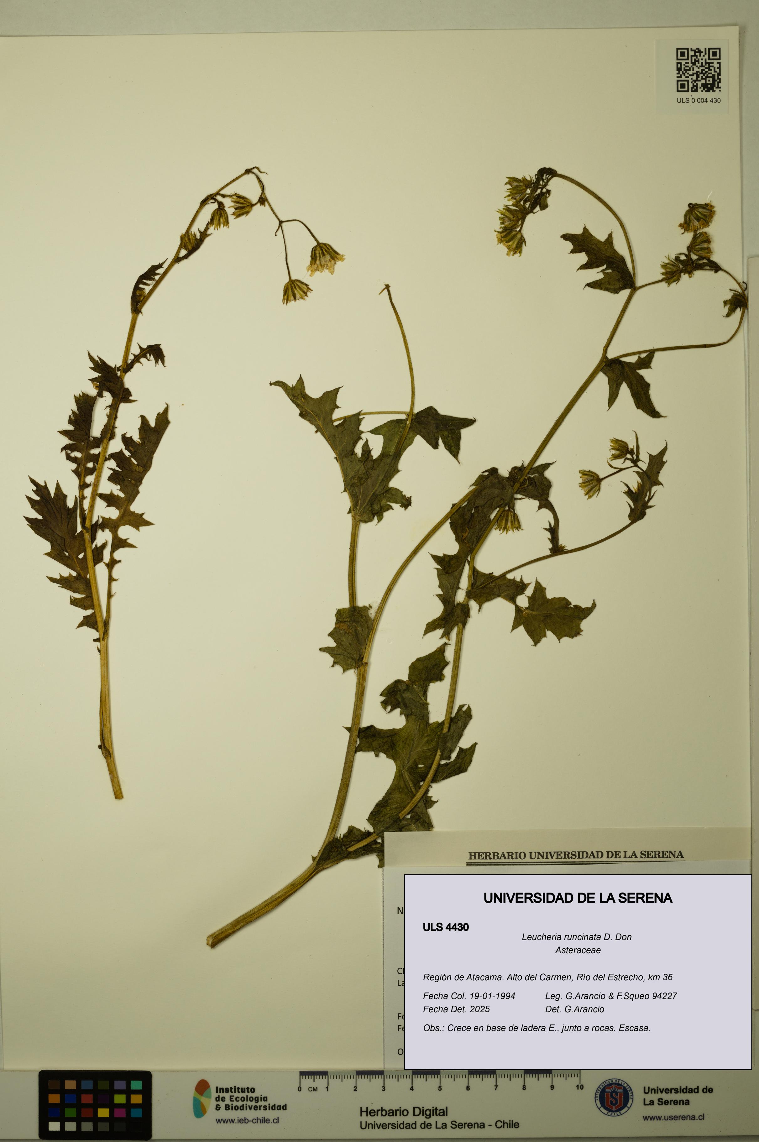 Leucheria runcinata [Espécimen: ULS:ULS:0004430]