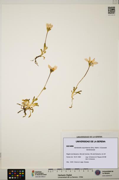 Gentianella coquimbensis [Espécimen: ULS:ULS:0004434]