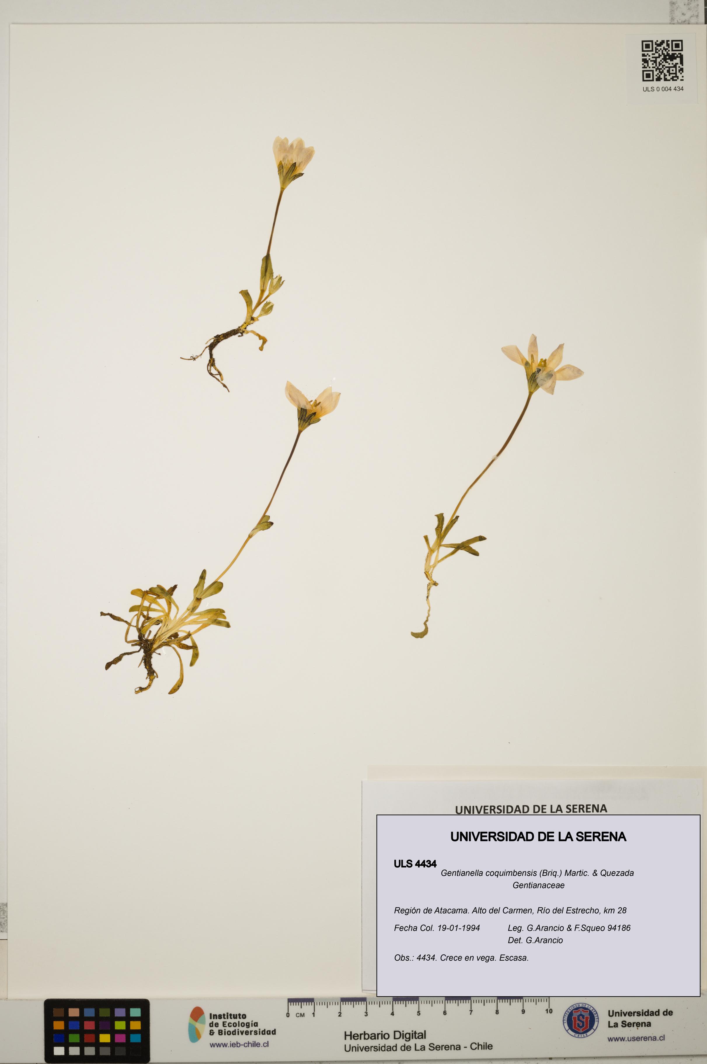 Gentianella coquimbensis [Espécimen: ULS:ULS:0004434]