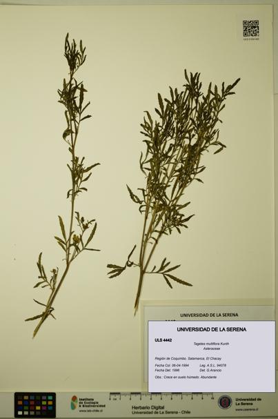 Tagetes multiflora [Espécimen: ULS:ULS:0004442]