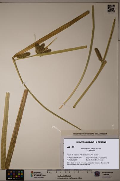 Carex excelsa [Espécimen: ULS:ULS:0004457]