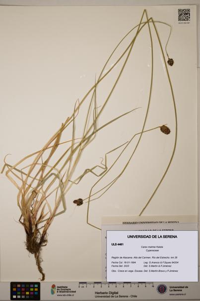 Carex malmei [Espécimen: ULS:ULS:0004461]