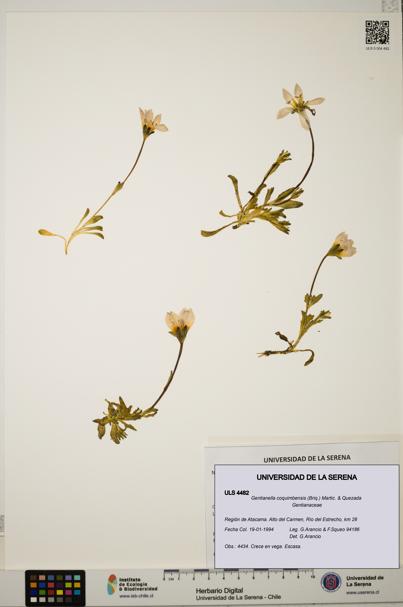 Gentianella coquimbensis [Espécimen: ULS:ULS:0004482]