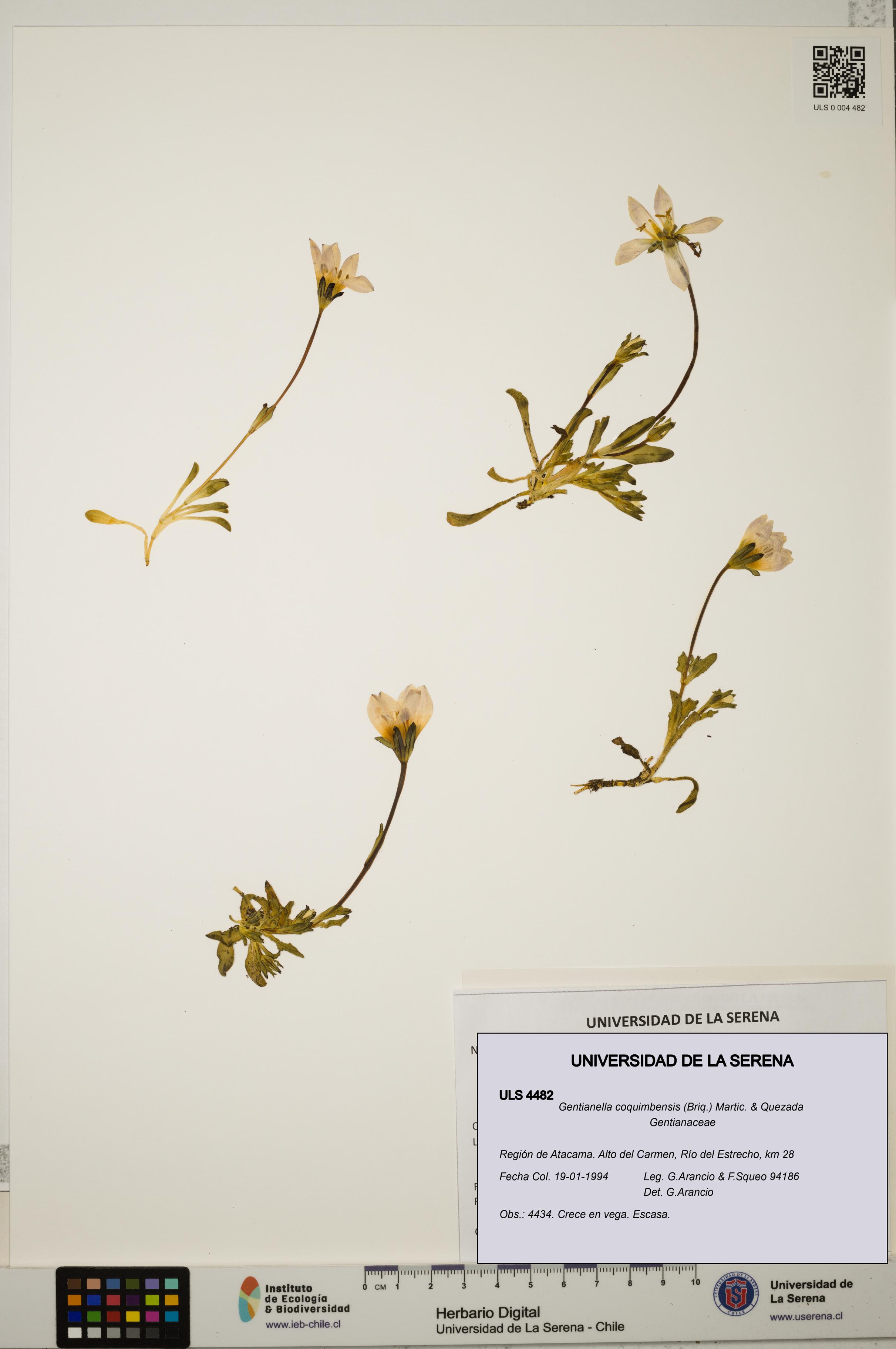Gentianella coquimbensis [Espécimen: ULS:ULS:0004482]