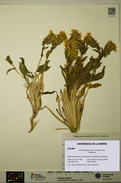 Perezia pungens [Espécimen: ULS:ULS:0004484]