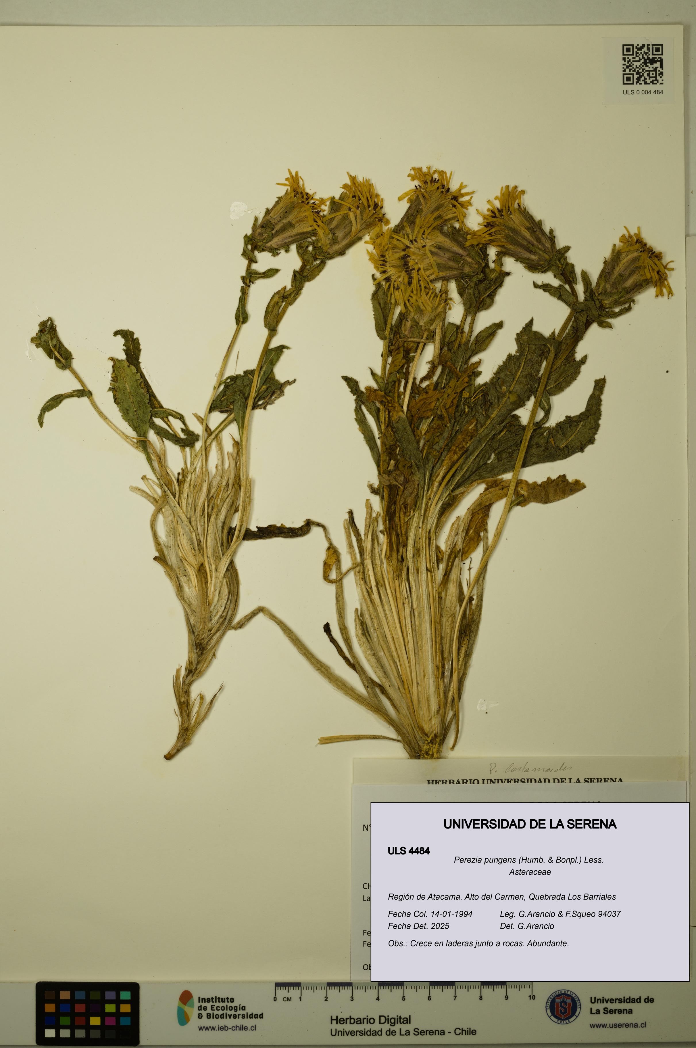 Perezia pungens [Espécimen: ULS:ULS:0004484]