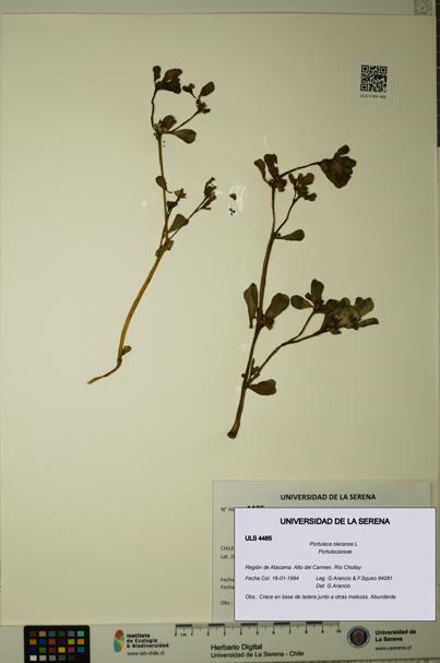 Portulaca oleracea [Espécimen: ULS:ULS:0004485]
