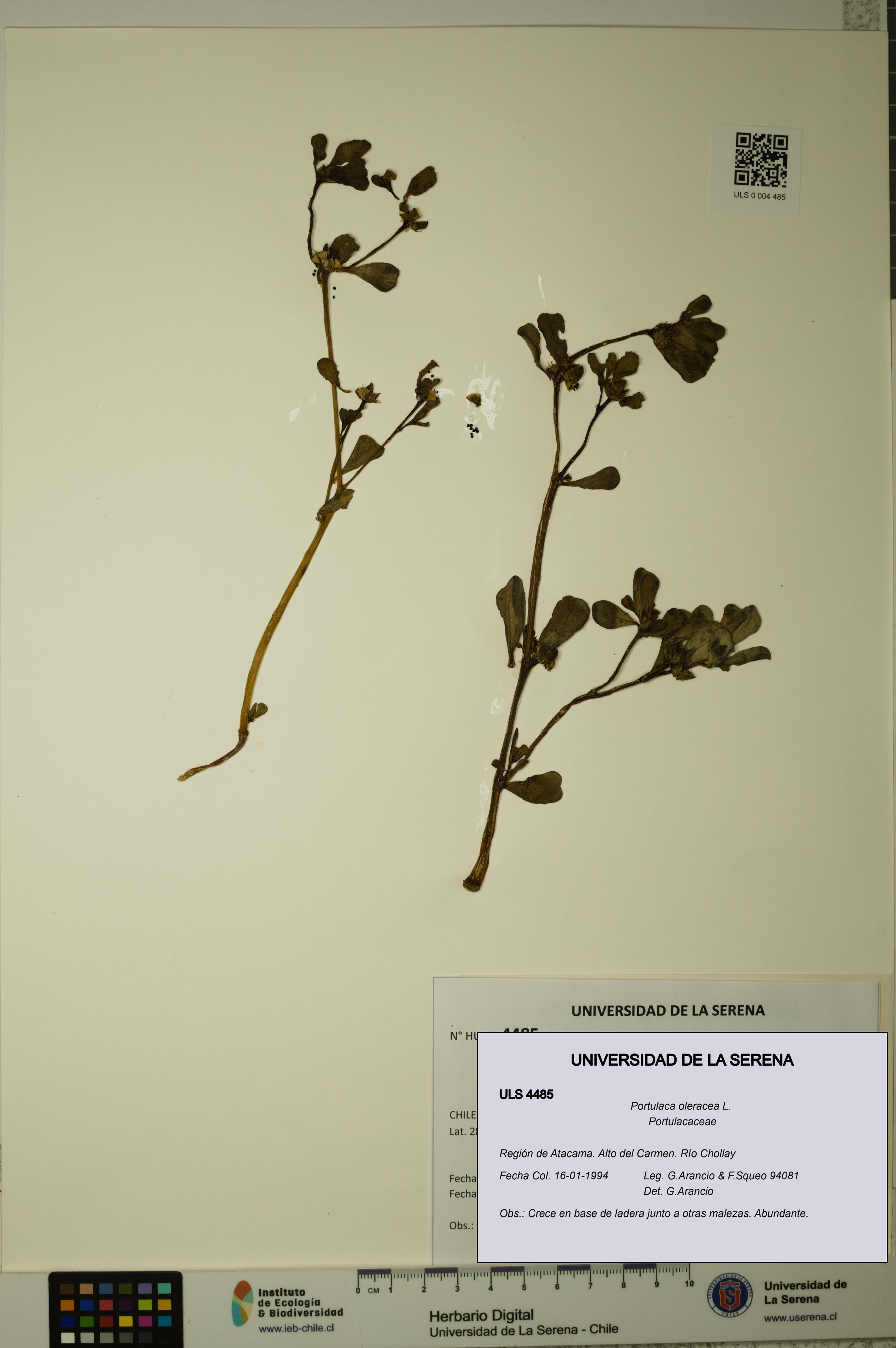 Portulaca oleracea [Espécimen: ULS:ULS:0004485]