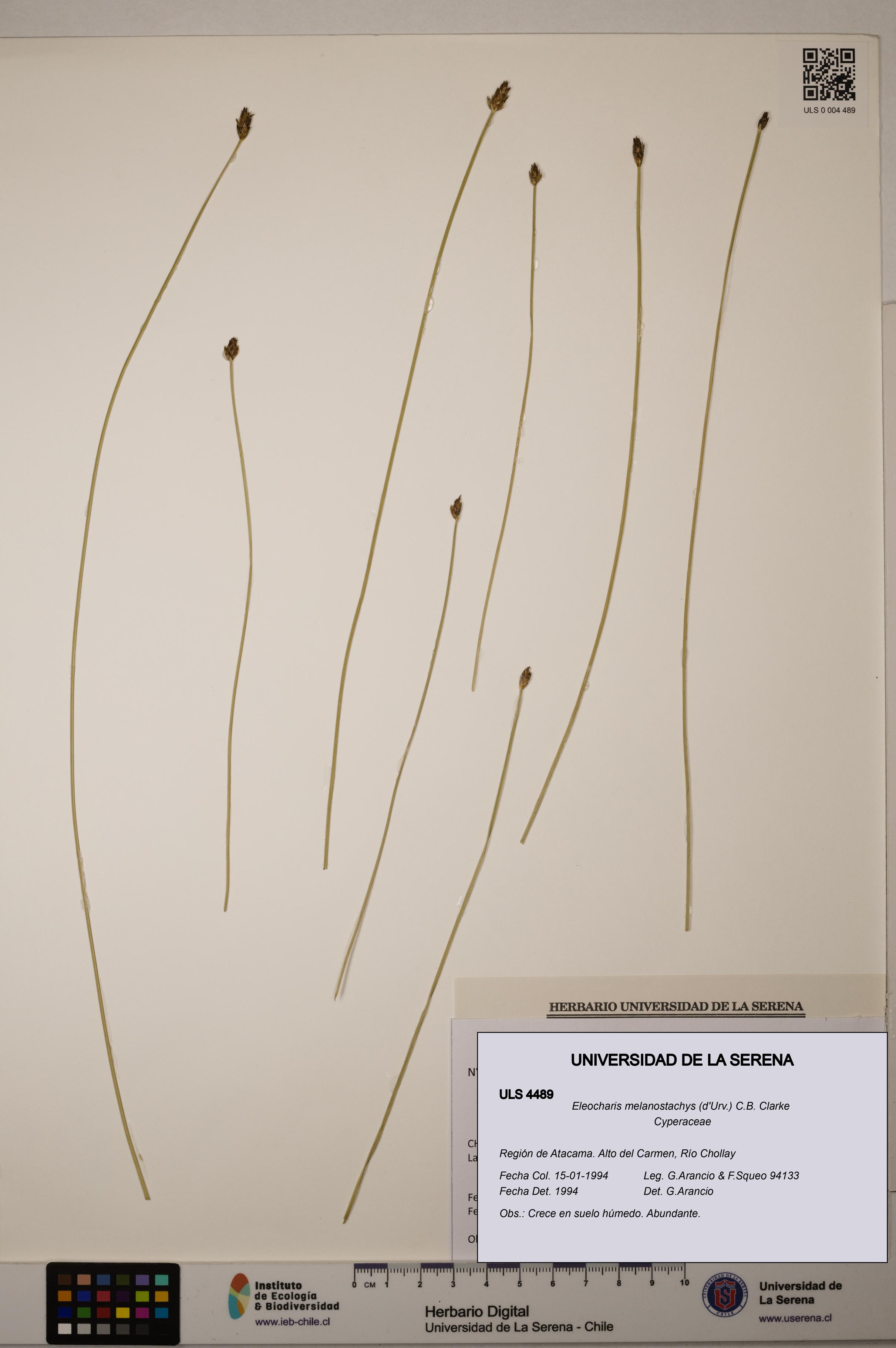 Eleocharis melanostachys [Espécimen: ULS:ULS:0004489]