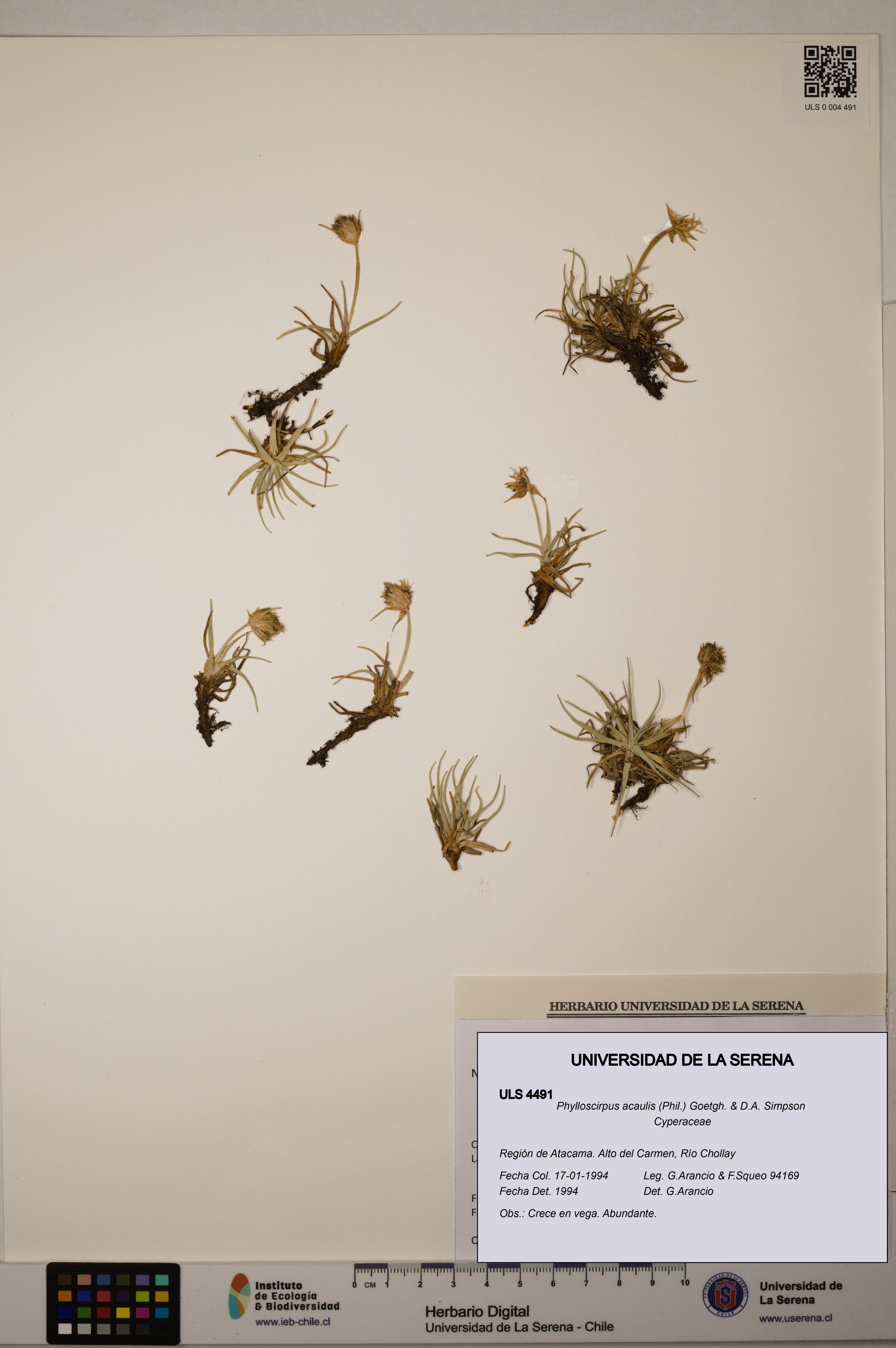 Phylloscirpus acaulis [Espécimen: ULS:ULS:0004491]