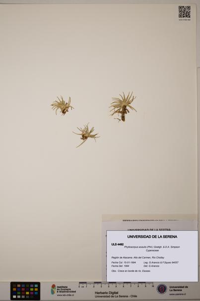 Phylloscirpus acaulis [Espécimen: ULS:ULS:0004492]