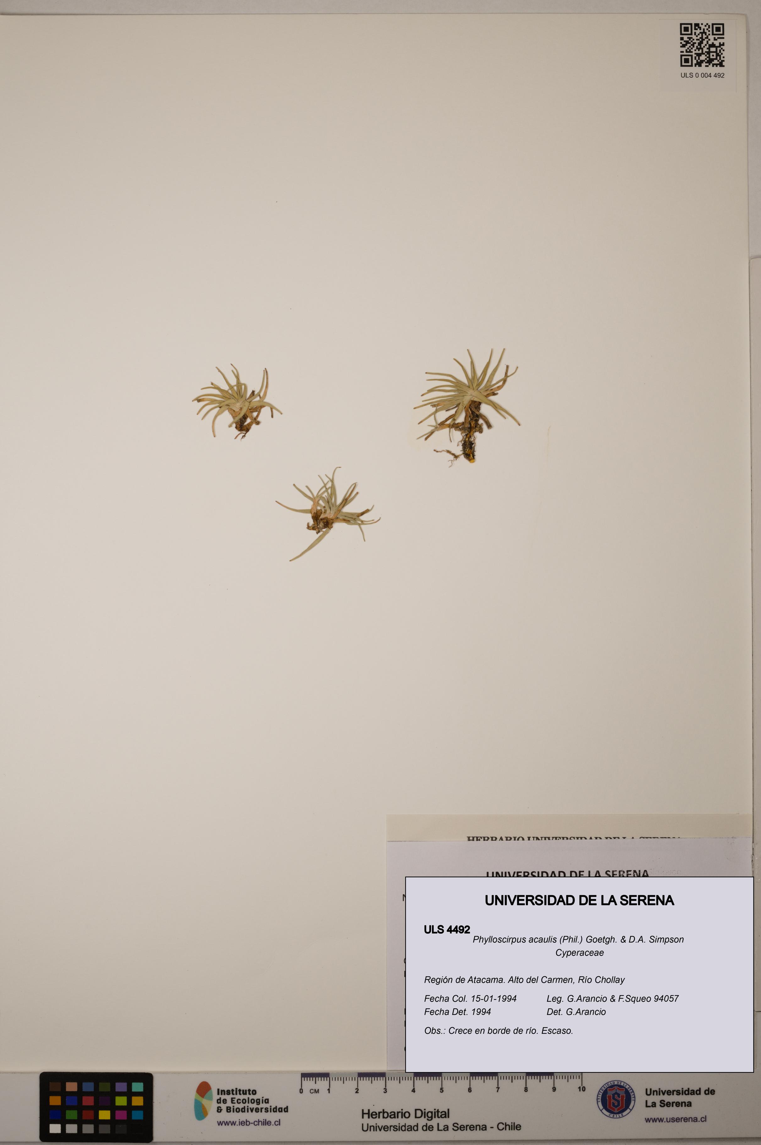 Phylloscirpus acaulis [Espécimen: ULS:ULS:0004492]