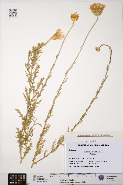 Plectocephalus cachinalensis [Espécimen: ULS:ULS:0004512]